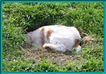 puppy digging hole!